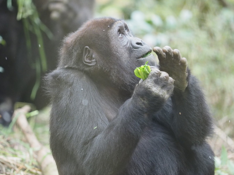 寒いの苦手ですゴリラさん 京都市動物園 17 1 14 ヒトのたぐい ゴリラと愉快な仲間たち