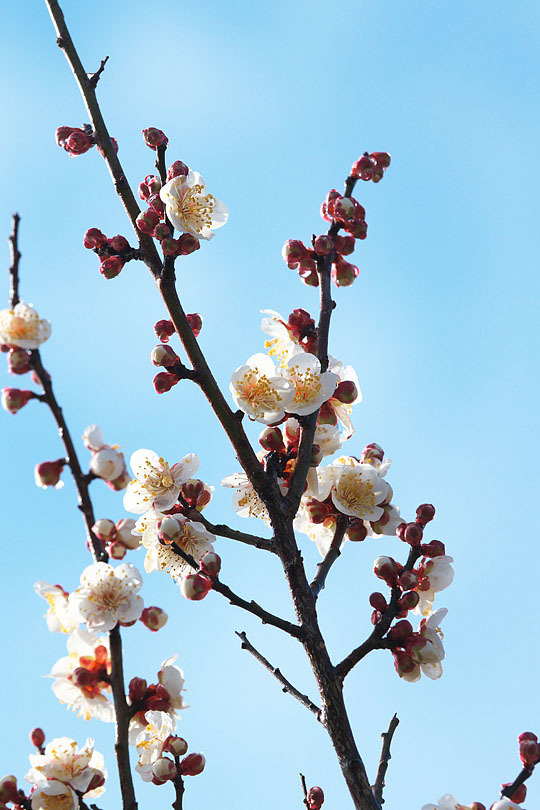 一足お先に (写真部門)_c0067040_23495620.jpg