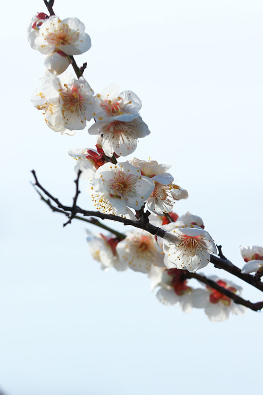 一足お先に (写真部門)_c0067040_23502090.jpg