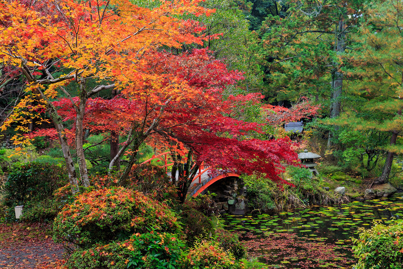 京都の紅葉2016 大原野神社の紅葉_f0155048_8404817.jpg