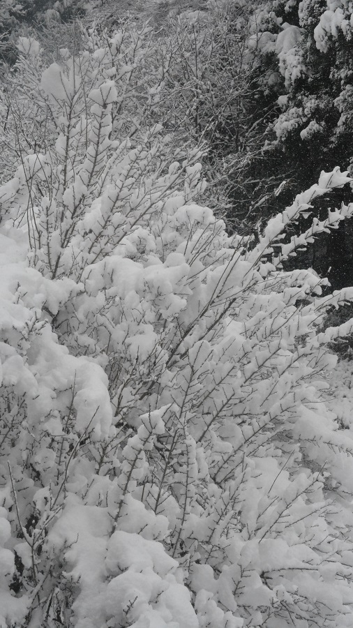 a0055650_10203643.jpg