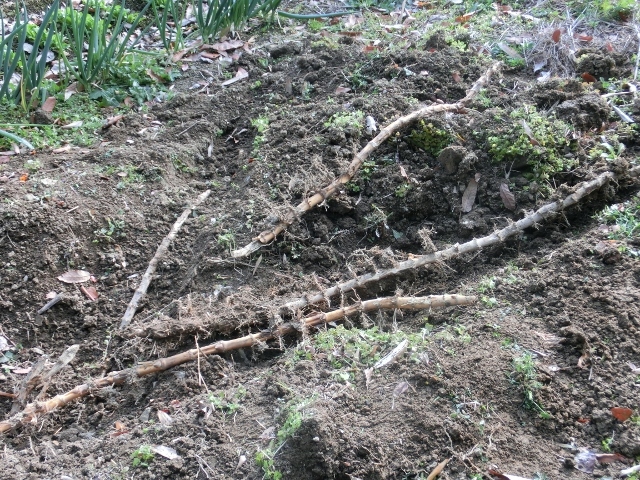c0328559_16305481.jpg