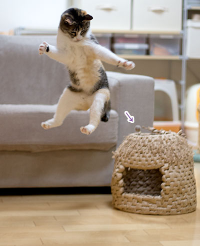 小梅の動体視力 梅蔵猫日記