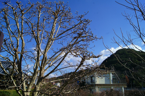 e0181373_20594633.jpg