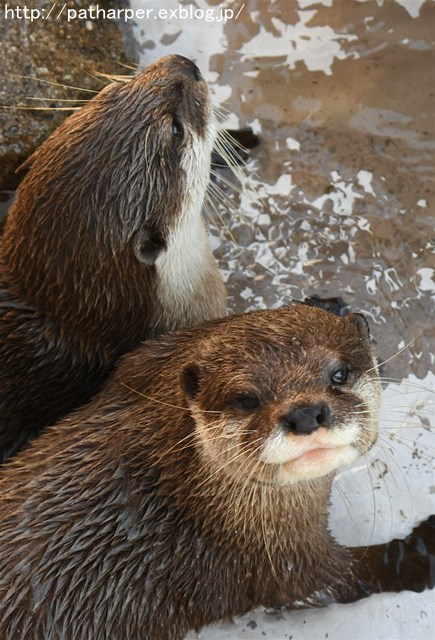 ２０１６年１２月　白浜パンダ見隊２　その４_a0052986_23311241.jpg