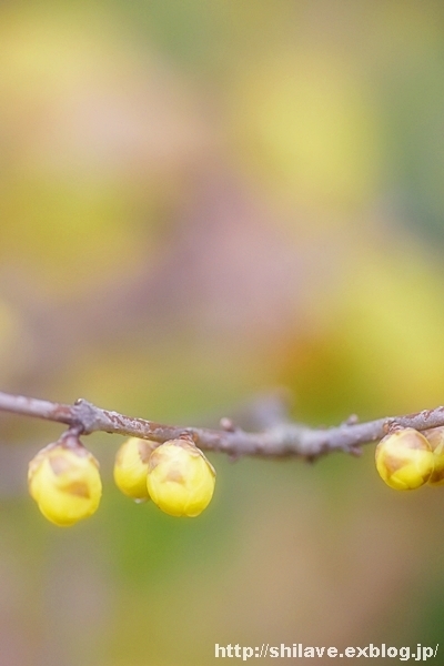 真冬の植物園にて_f0377688_15365139.jpg