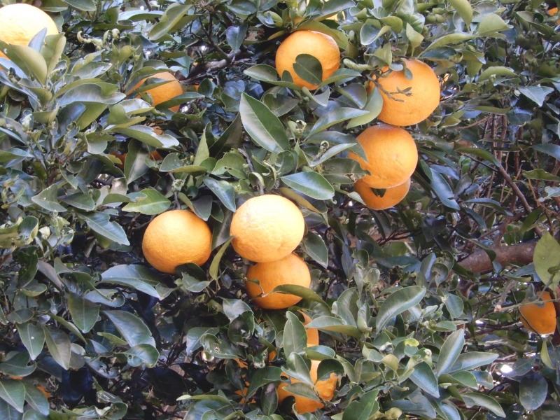 e0025300_1514974.jpg