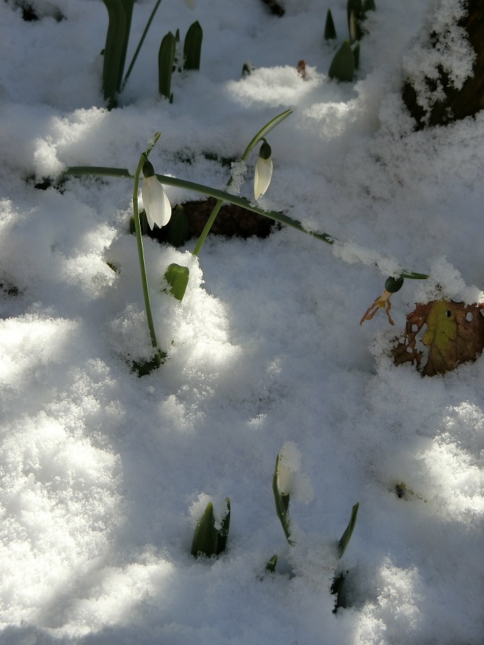 スノードロップは雪が似合いますっ！_e0234004_20391486.jpg