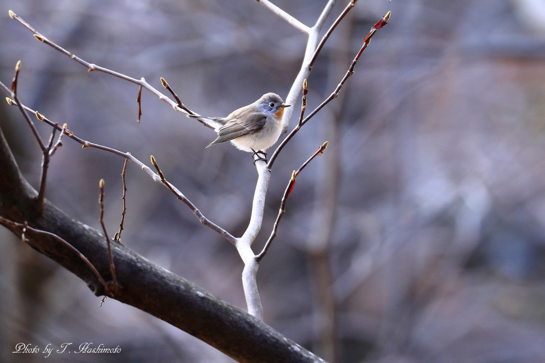 一ヶ月振りに再会した野鳥（前半）_d0334006_00482110.jpg