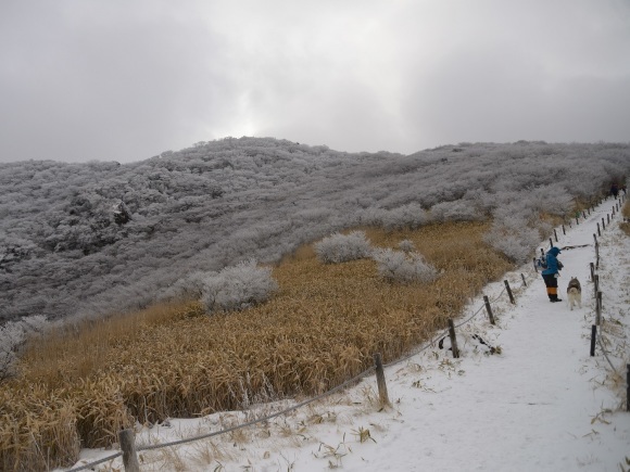 今年初めの山登りは親子で九重へ_b0277008_21420269.jpg