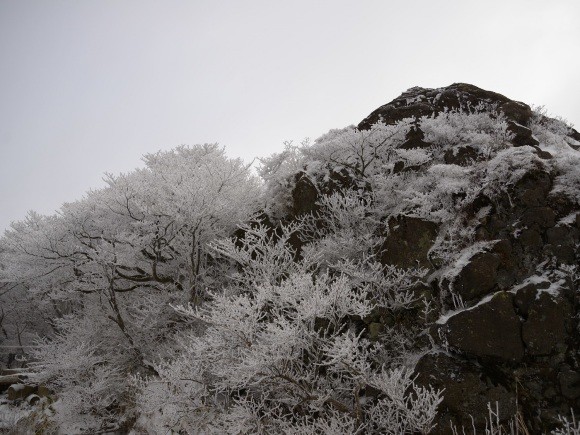 今年初めの山登りは親子で九重へ_b0277008_21444635.jpg