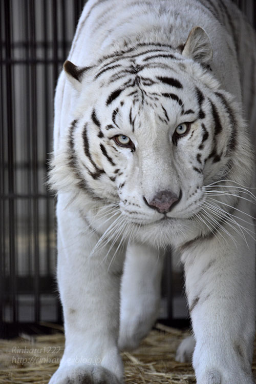 2017.1.15 宇都宮動物園☆ホワイトタイガーのアース王子【White tiger】_f0250322_16462186.jpg