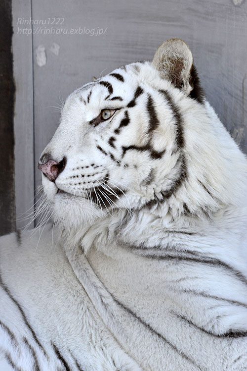 2017.1.15 宇都宮動物園☆ホワイトタイガーのアース王子【White tiger】_f0250322_16463627.jpg