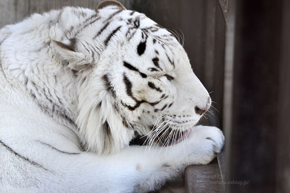 2017.1.15 宇都宮動物園☆ホワイトタイガーのアース王子【White tiger】_f0250322_1646436.jpg