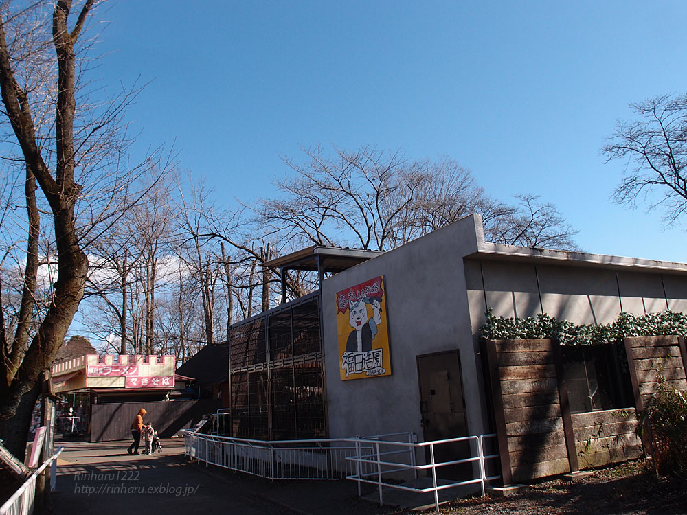 2017.1.15 宇都宮動物園☆ホワイトタイガーのアース王子【White tiger】_f0250322_16464742.jpg