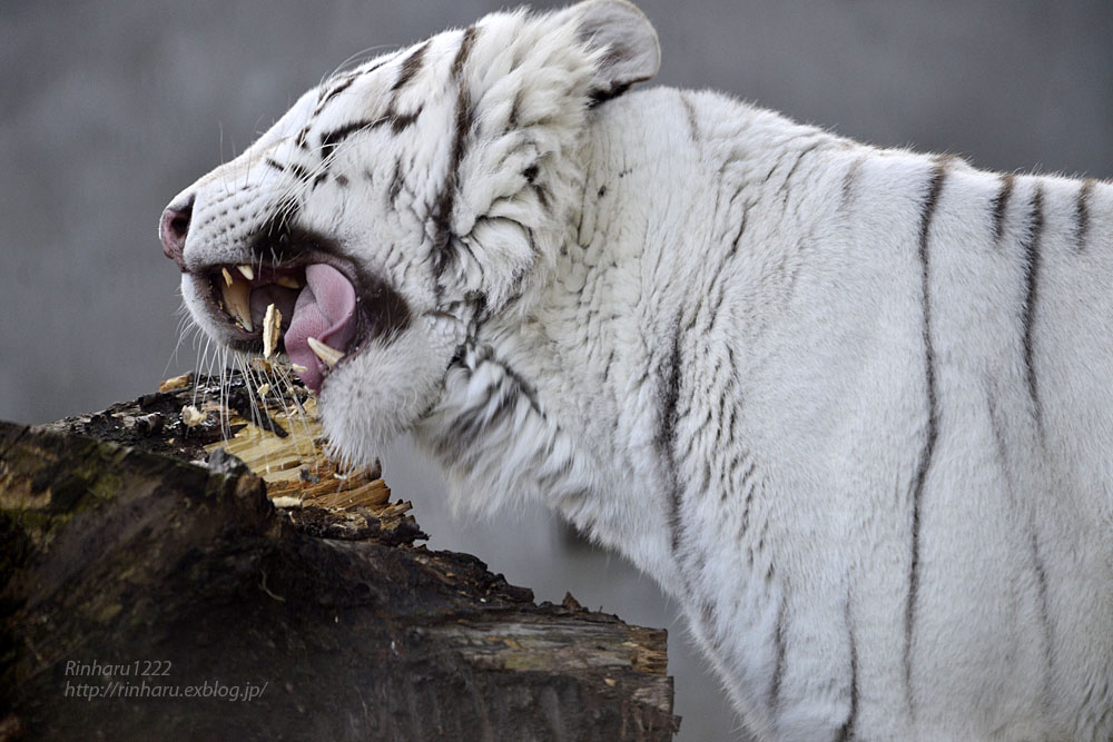 2017.1.15 宇都宮動物園☆ホワイトタイガーのアース王子【White tiger】_f0250322_164667.jpg