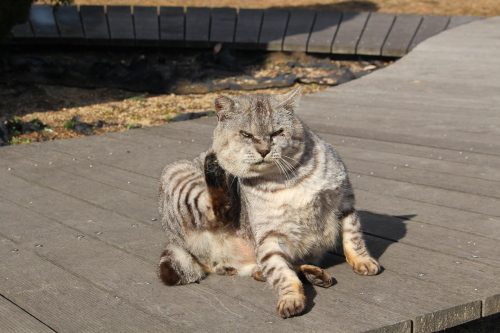 寒くても平気だニャン_a0345833_17045970.jpg