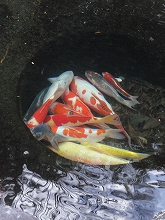 c0147935_20135861.jpg