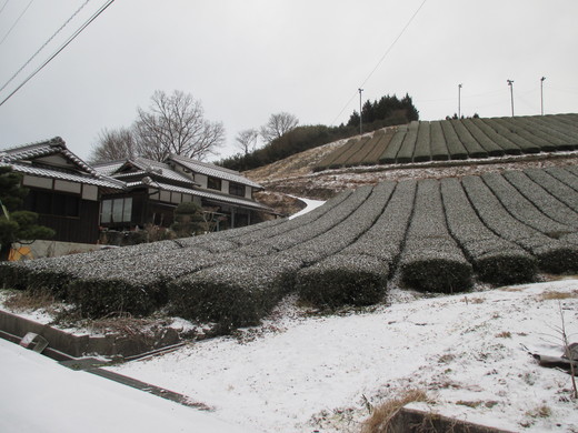 田原　雪つもる。_c0245138_8161688.jpg