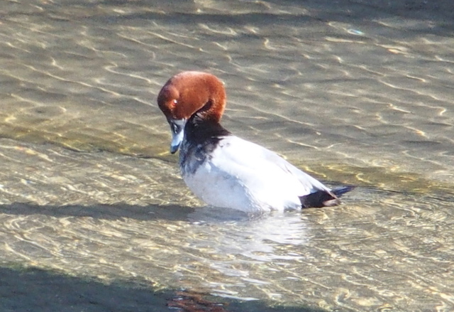 福田川のカモ_b0279441_12053080.jpg