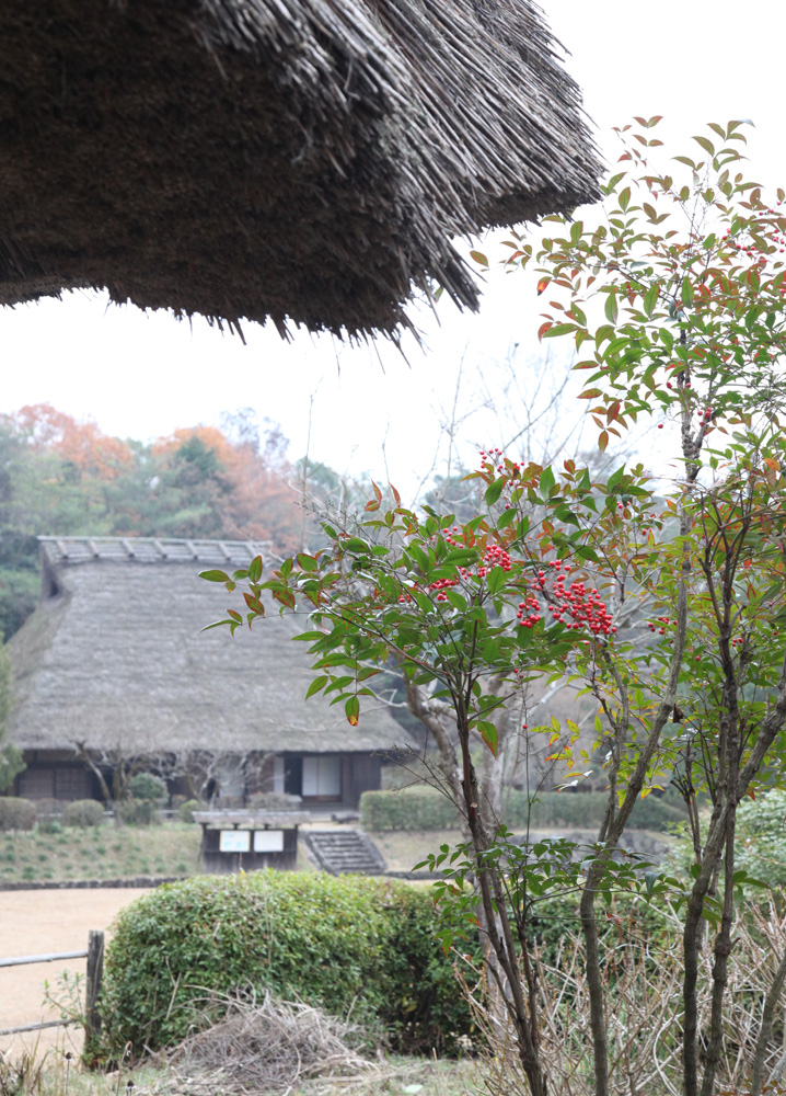 大和郡山市　大和民俗公園　ボケ　南天　木蓮　サザンカ_c0108146_2221344.jpg