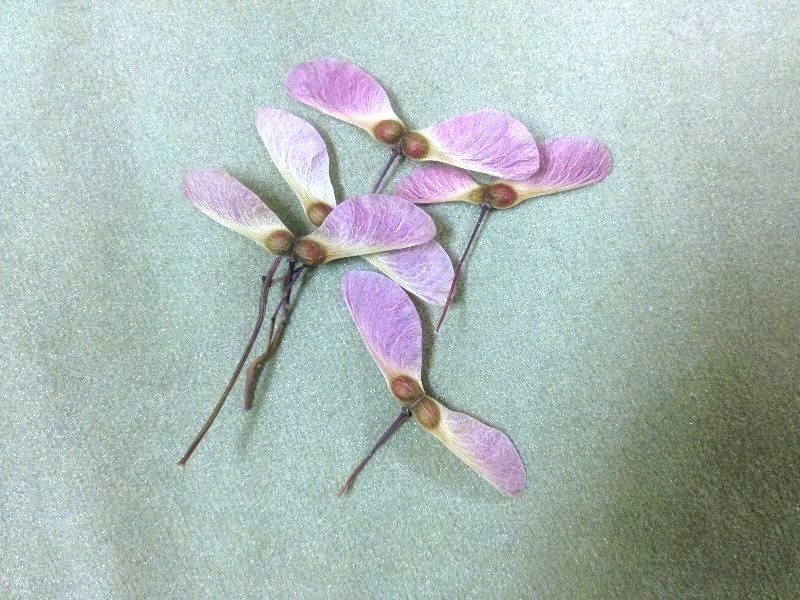ごぞんじ カエデの種のくるくるくるり ガジャのねーさんの 空をみあげて Hazle Cucu ごぞんじ カエデの種のくるくるくるり ガジャのねーさんの 空をみあげて Hazle Cucu