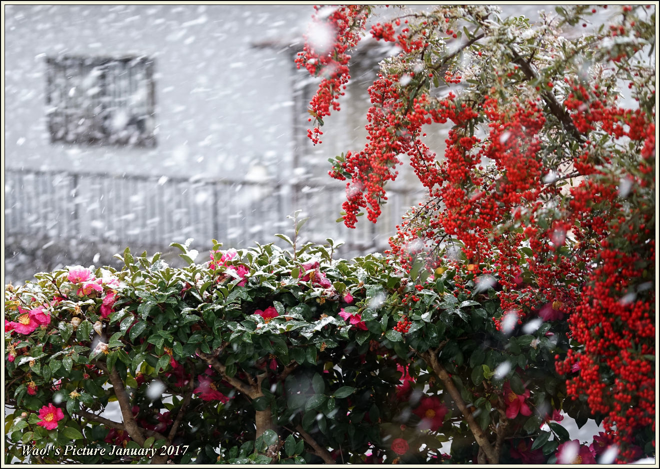 遊水池のパンダ　と　雪_c0198669_23583736.jpg