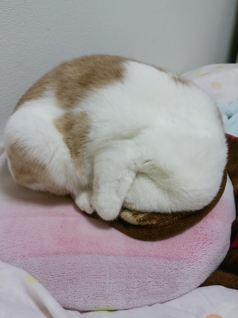 はじめまして!_e0367571_18464227.jpg
