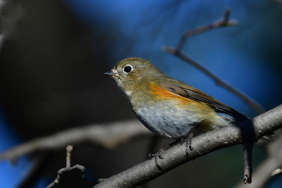仲良し? ルリビタキ ジョウビタキ _f0053272_22494563.jpg