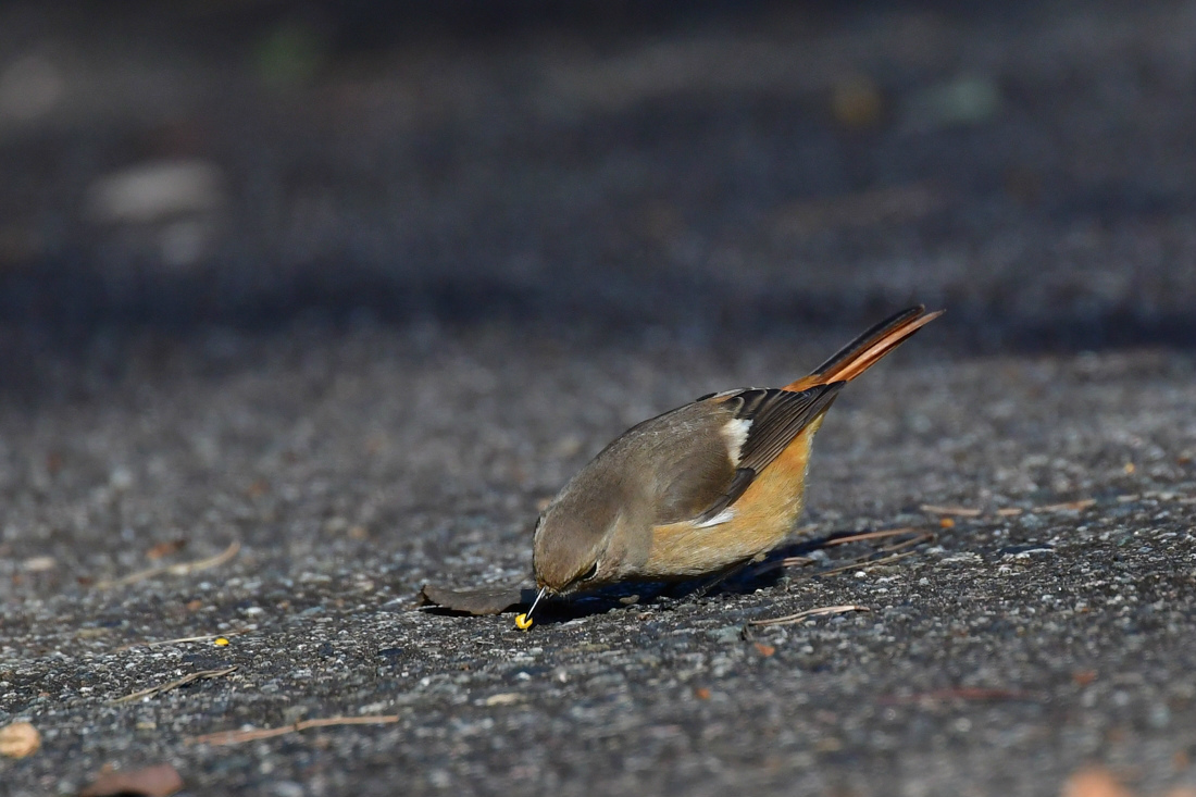 仲良し? ルリビタキ ジョウビタキ _f0053272_22503738.jpg