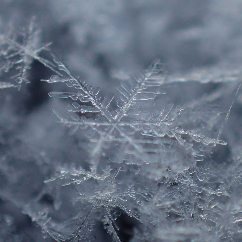 雪の華　朝７時半 氷点下８、８℃のベランダで　　０１１５_c0183777_1111466.jpg