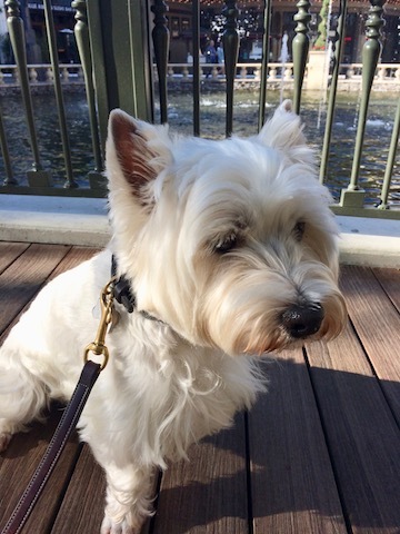 Dog Friendlyなショッピングモール_b0221179_16250142.jpg