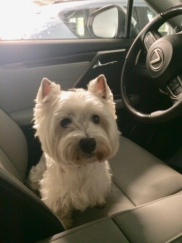 Dog Friendlyなショッピングモール_b0221179_16253162.jpg