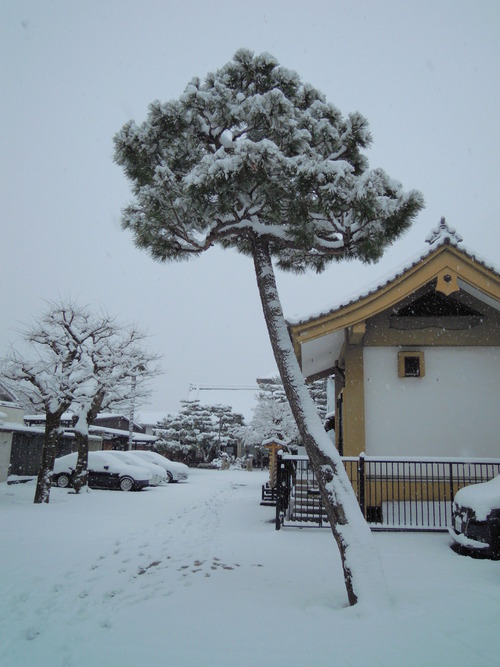 驚きの積雪_b0205280_1244356.jpg