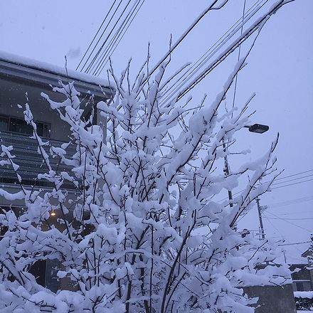 この辺の盆地は寒波よりもその後に来る暖かいドカ雪が怖い。。(´┐｀)。。_e0181382_2150495.jpg