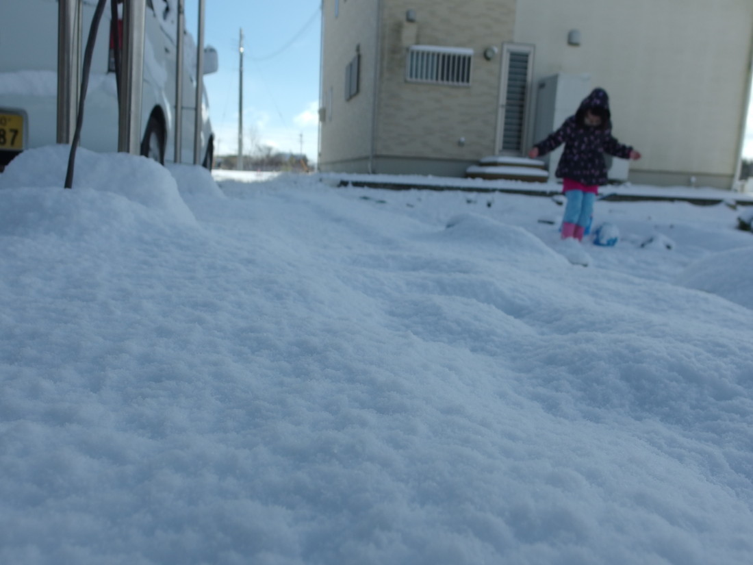 外は大雪、水槽の中は_f0345888_16352469.jpg