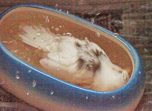 ジュウシマツ～ミラ（♂）の水浴び_c0139591_19343051.jpg