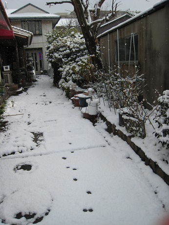 初雪_f0142308_15200889.jpg