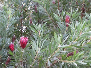 f0325309_11550703.jpg