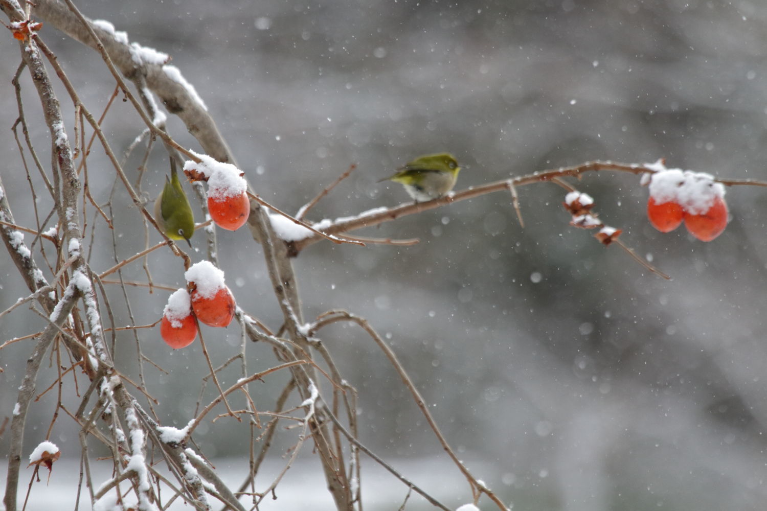 雪の日のメジロ_f0349409_16423133.jpg