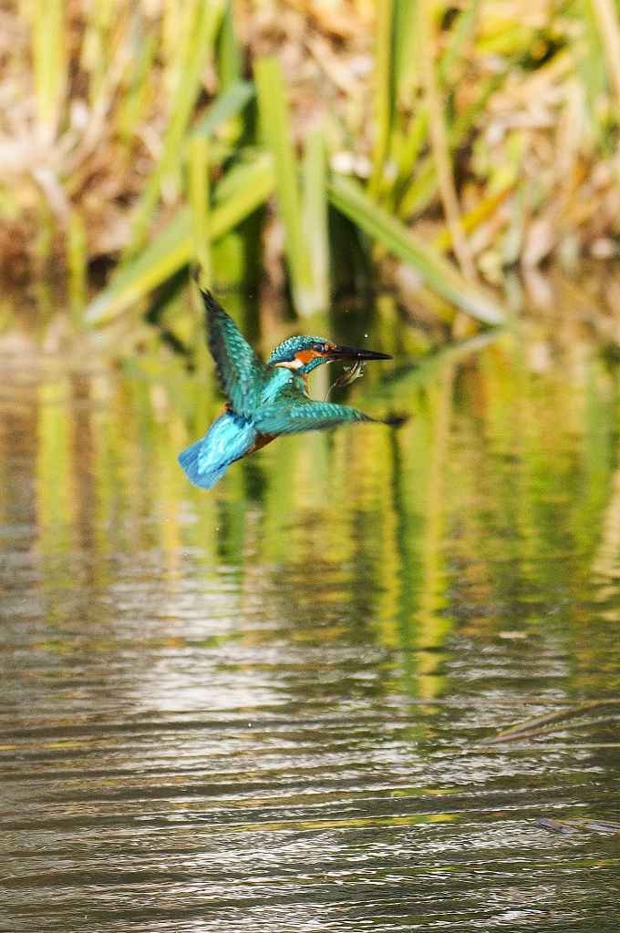 カワセミ、飛びもの(01/16)_e0293921_17345604.jpg