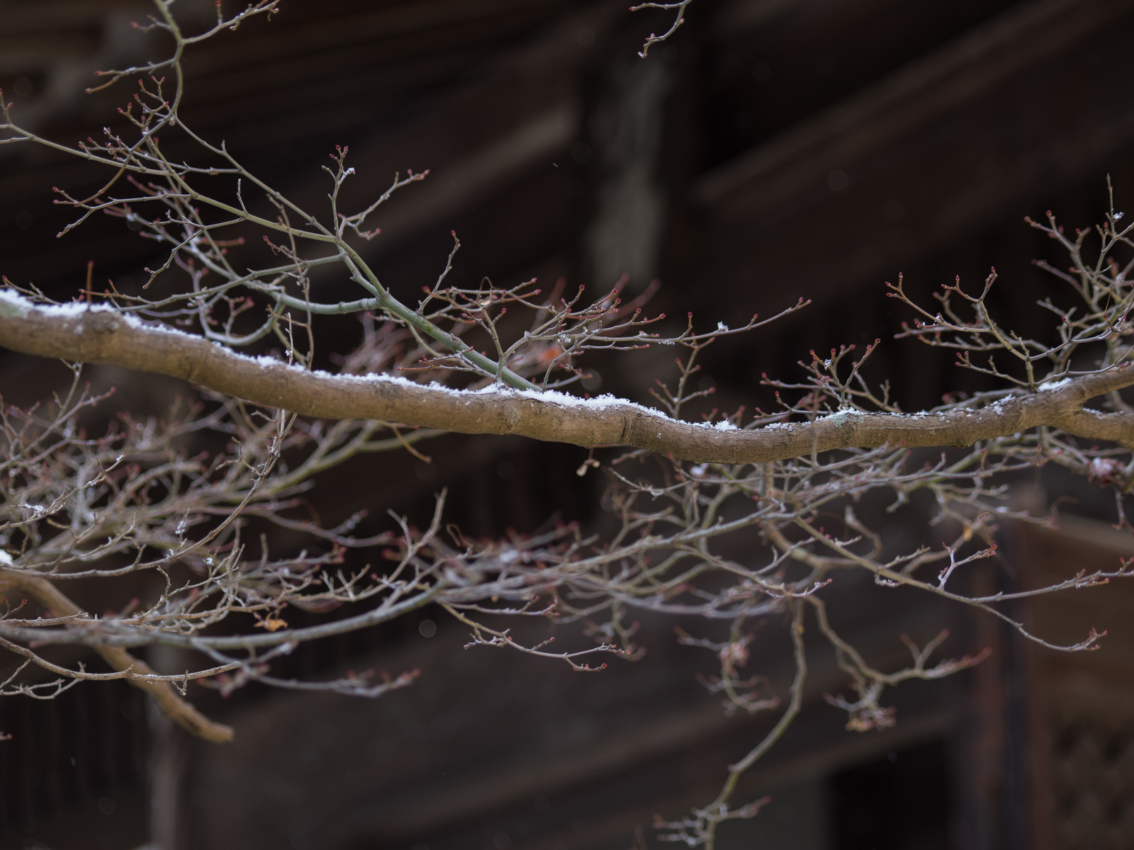 1月15日　雪　宝福寺_c0021726_20334200.jpg