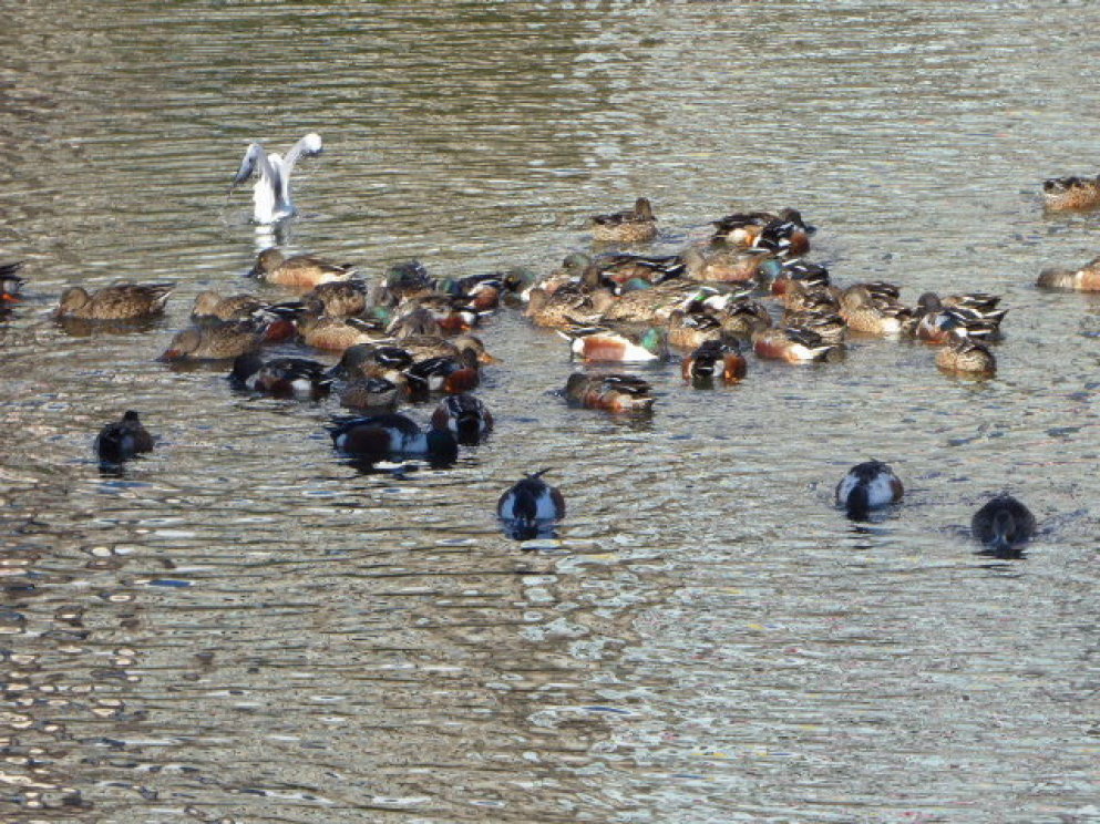 水鳥  そして 水難事故_e0059726_21574203.jpg