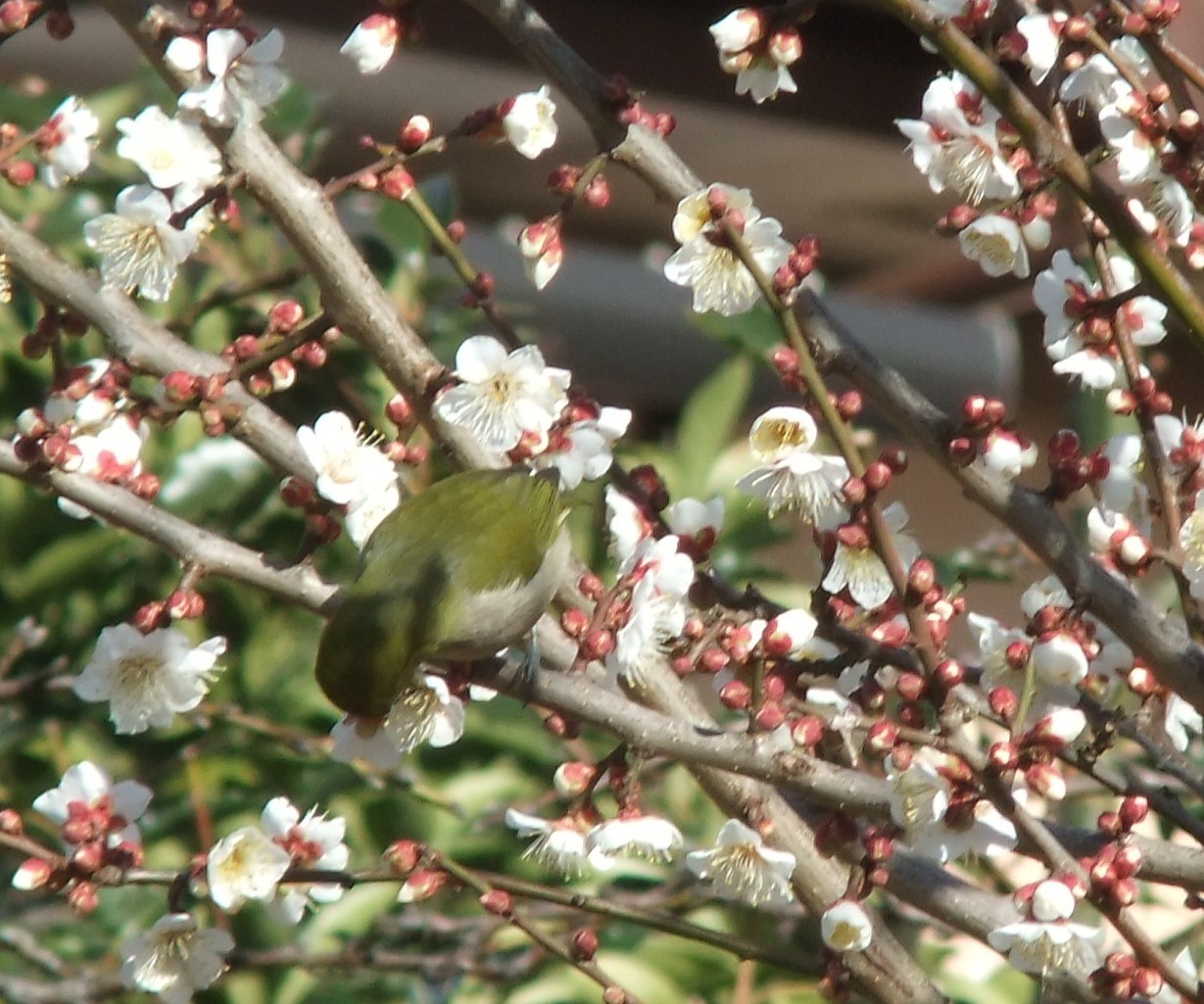 梅とメジロ....桜の開花は.._b0137932_19272415.jpg