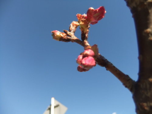 梅とメジロ....桜の開花は.._b0137932_19303215.jpg