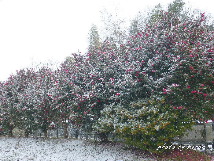 山田池公園にも雪がふりました。_c0137342_10201741.jpg