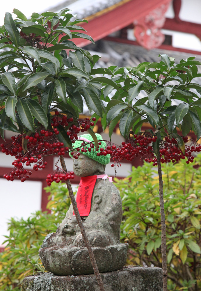 大和郡山市　矢田寺　万両　サザンカ_c0108146_19174264.jpg