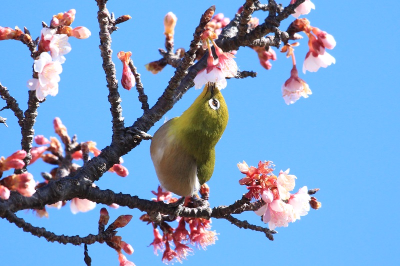 桜とメジロ♪  (写真部門）_a0167759_17502499.jpg