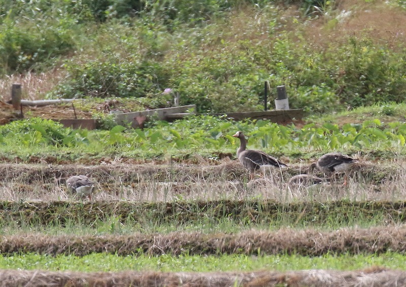 沖縄本島探鳥会ー２日目_c0114159_15530588.jpg