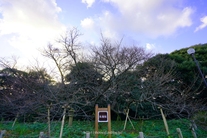 名島神社・・・（写真部門）_a0333661_11321743.jpg